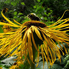 photo "The last bumblebee in Moscow"