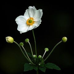 photo "little white flower"