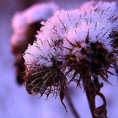 photo "I not prickly..., I feathery...)"