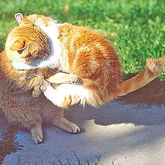 фото "CAT FIGHT repost"