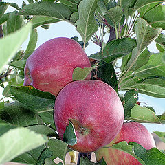 photo "Apple-trees in a garden"