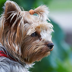 photo "Lady - doggy (or doggy - lady?)..."