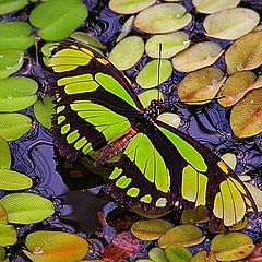 photo "thirsty butterfly"