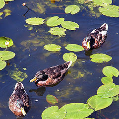 photo "Ducks # 2"