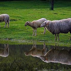 photo "3 sheeps"