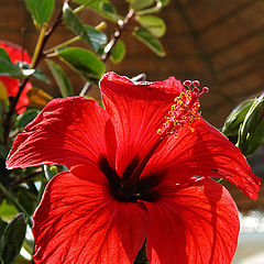 photo "Scarlet flower"