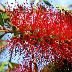 photo "Red, green & blue"