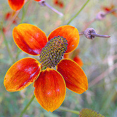 photo "Lone Star Stamen"