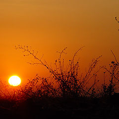 photo "The Morning. Early, early morning..."