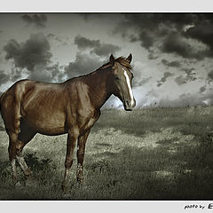 photo "horse portrait"