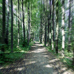 фото "В лесу... (иллюзия)"