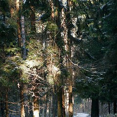 photo "Road of sun"