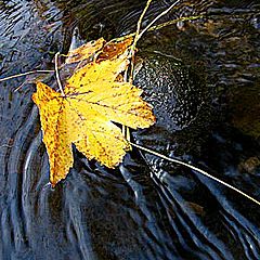 фото "Autum in water"