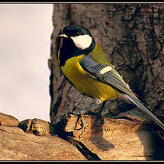 photo "Tomtit (last photo)"