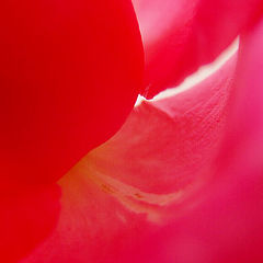 фото "Pink Intimacy"