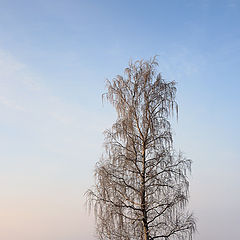 photo "First snow"