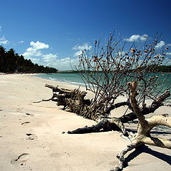 фото "Sand and Tree"