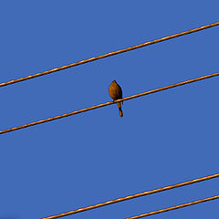 photo "Bird and gold lines"
