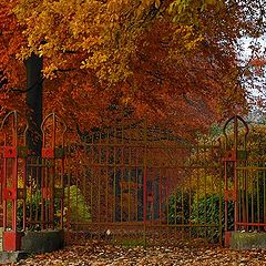 фото "autumn in red"