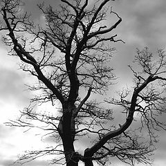 фото "Lightning tree"