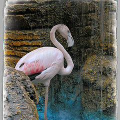 photo "Rose flamingo"