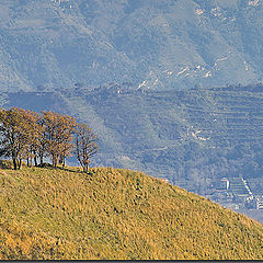 photo "Solitary trees."