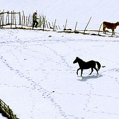 photo "a winter day"