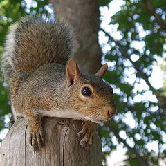 photo "Brown-eyed"