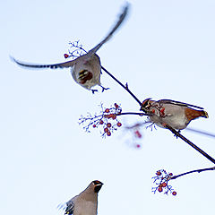 photo "Ballet"