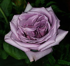 photo "Detailed Mauve Rose"