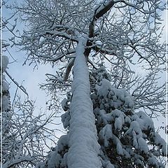 фото "The giant of the forest (QC)"