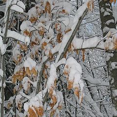 фото "Leaves and snow (QC)"