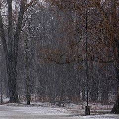 photo "Through the snow and rain"