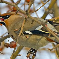 фото "waxwings"