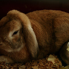 фото "кролик переросток"