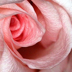 photo "Inner Pink Petals"