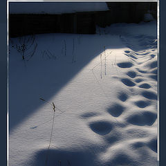 photo "snow"