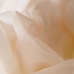 фото "Rose Blanche"