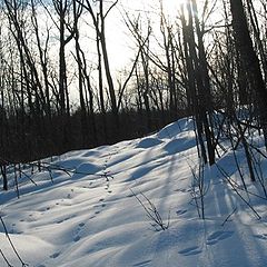 photo "Rabbits' steps (QC)"