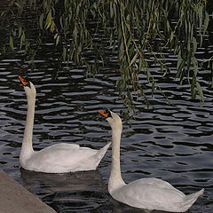 фото "swan couple"