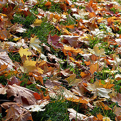 photo "colours of autumn"