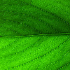 photo "Leaf."