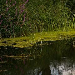 фото "on the river"