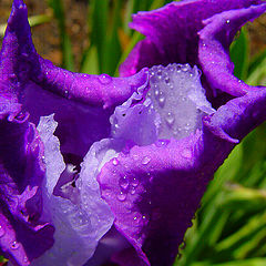 фото "Folded Iris"