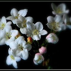 photo "viburnum burkwoodii"
