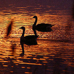 photo "Golden Geese"