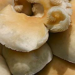 photo "Mushrooms colony"