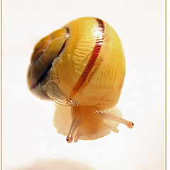 фото "Snail"