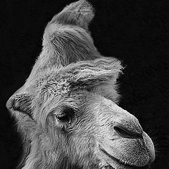 photo "The camel portrait :)"