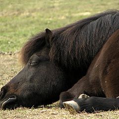 photo "If I take a little nap and dream about summer... Maybe the grass will be greener when I wake up?"